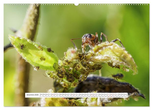 Produktbild: La vie de nos prairies - Le monde des fourmis (Calendrier mural 2026 DIN A2 vertical) calendrier de bureau