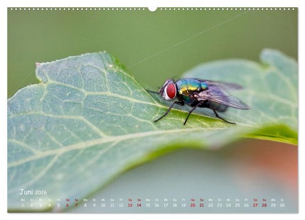 Produktbild: Tierische Untermieter (hochwertiger Premium Wandkalender 2026 DIN A2 quer), Kunstdruck in Hochglanz