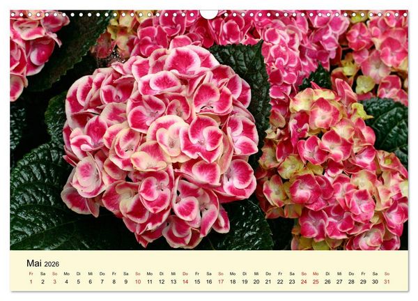 Produktbild: Hortensien Bl&uuml;hen und Vergehen (Wandkalender 2026 DIN A3 quer), CALVENDO Monatskalender