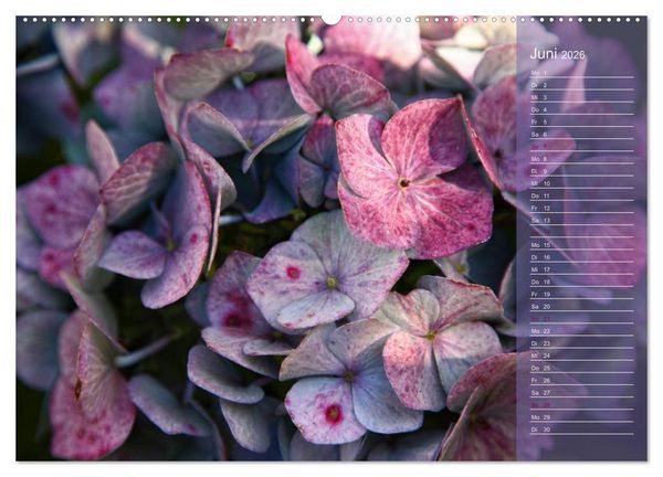Produktbild: Hortensien / Geburtstagskalender (hochwertiger Premium Wandkalender 2026 DIN A2 quer), Kunstdruck in Hochglanz