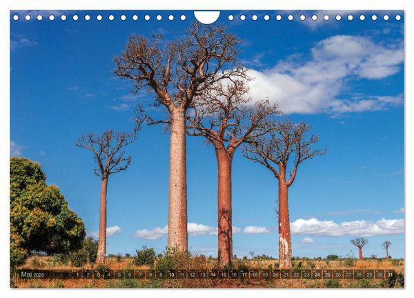 Produktbild: Zauberwald Ifaty &middot; Traumhafte Baobabs in Madagaskar (Wandkalender 2026 DIN A4 quer), CALVENDO Monatskalender