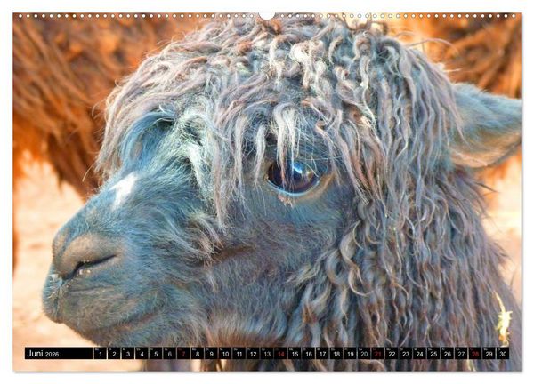 Produktbild: Alpakas und Lamas (Wandkalender 2026 DIN A2 quer), CALVENDO Monatskalender