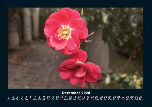 Produktbild: Blumenkalender 2026 Fotokalender DIN A4
