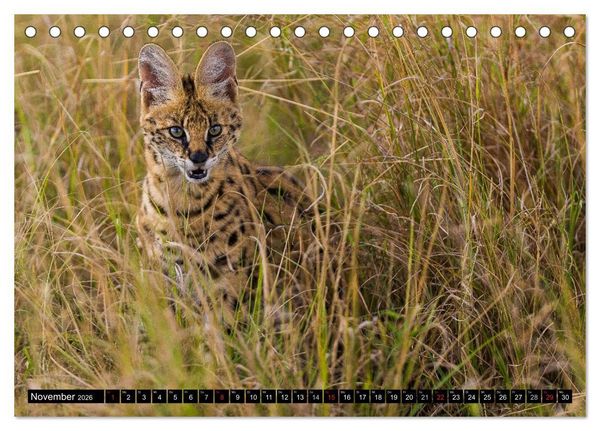 Produktbild: Masai Mara 2026 (Tischkalender 2026 DIN A5 quer), CALVENDO Monatskalender