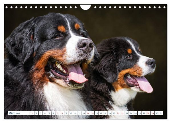 Produktbild: Berner Sennenhund - Ein Traum auf vier Pfoten (Wandkalender 2026 DIN A4 quer), CALVENDO Monatskalender