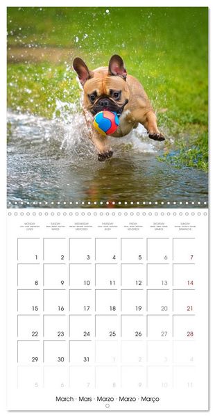 Produktbild: French Bulldogs in play frenzy (Wall Calendar 2027 12 &times; 12 Inch) CALVENDO 12 Month Wall Calendar