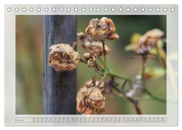 Produktbild: Verbl&uuml;hte Sch&ouml;nheiten (Tischkalender 2027 DIN A5 quer), CALVENDO Monatskalender