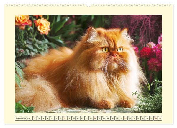 Produktbild: Perserkatzen. Zauberhaft, sanft, anh&auml;nglich und wundersch&ouml;n (hochwertiger Premium Wandkalender 2026 DIN A2 quer), Kunstdruck in Hochglanz