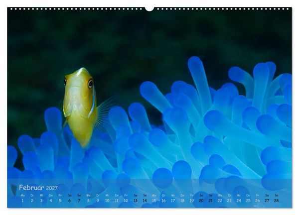 Produktbild: Anemonenfische - Streitbare Gesellen (Wandkalender 2027 DIN A2 quer), CALVENDO Monatskalender