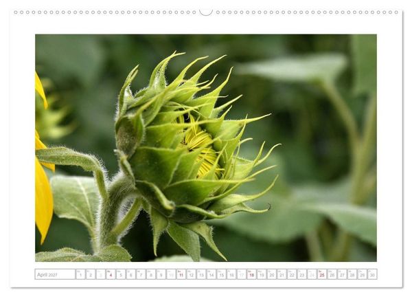 Produktbild: Sonnentage 2027 (hochwertiger Premium Wandkalender 2027 DIN A2 quer), Kunstdruck in Hochglanz
