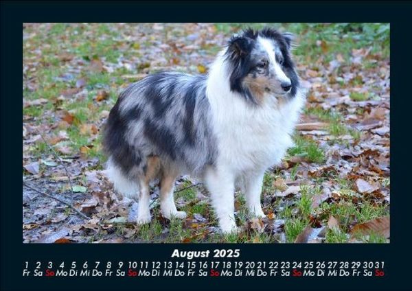 Produktbild: Der Hundekalender 2025 Fotokalender DIN A5