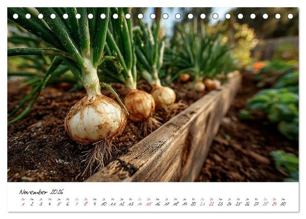 Produktbild: Gem&uuml;segarten - Gem&uuml;se aus dem eigenen Garten (Tischkalender 2026 DIN A5 quer), CALVENDO Monatskalender