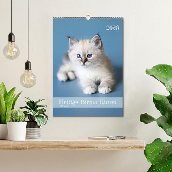 Produktbild: Heilige Birma Kitten Kalender mit Planer (Wandkalender 2026 DIN A3 hoch), CALVENDO Monatskalender
