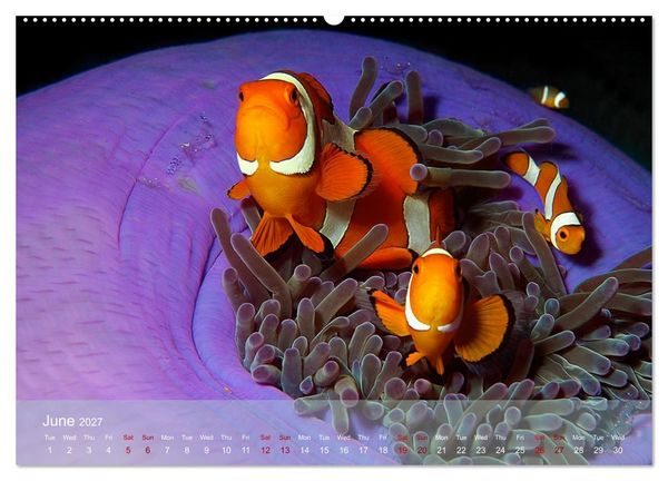 Produktbild: Anemonefish - always busy - always on the move (High Quality Premium Wall Calendar 2027 DIN A2 landscape),CALVENDO 12 Month Wall Calendar