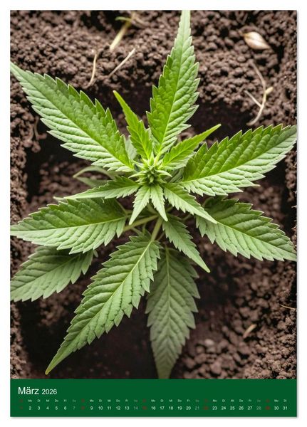 Produktbild: Grow your Year - Der Cannabis Kalender f&uuml;r Fans und Grower (Tischkalender 2026 DIN A5 hoch), CALVENDO Monatskalender
