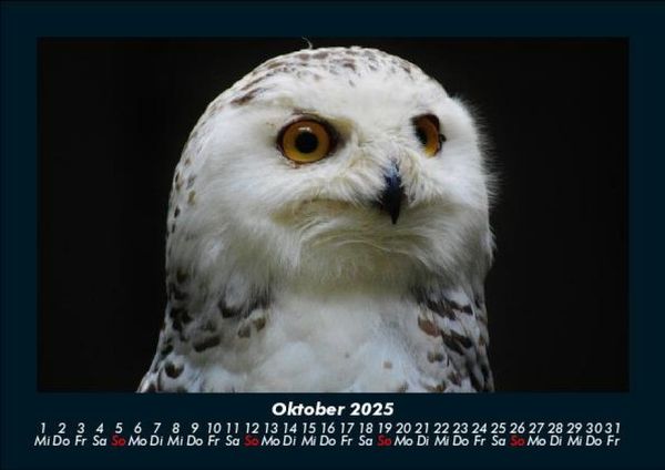 Produktbild: Welt der V&ouml;gel 2025 Fotokalender DIN A5