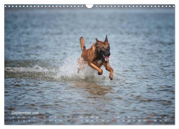 Produktbild: Malinois lieben Wasser (Wandkalender 2026 DIN A3 quer), CALVENDO Monatskalender
