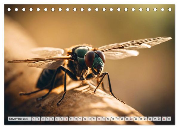 Produktbild: Filigrane Insekten (Tischkalender 2026 DIN A5 quer), CALVENDO Monatskalender