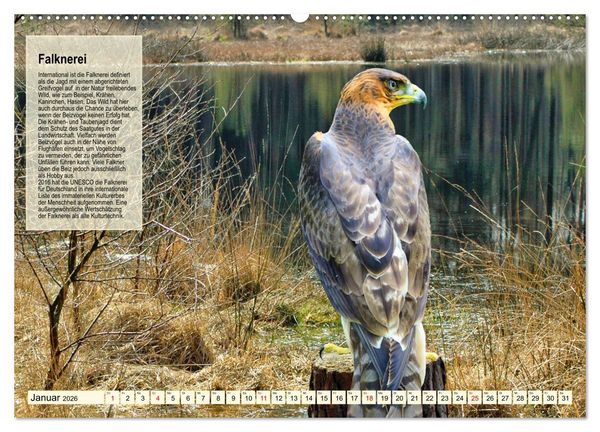 Produktbild: Kulturerbe Falknerei (Wandkalender 2026 DIN A2 quer), CALVENDO Monatskalender
