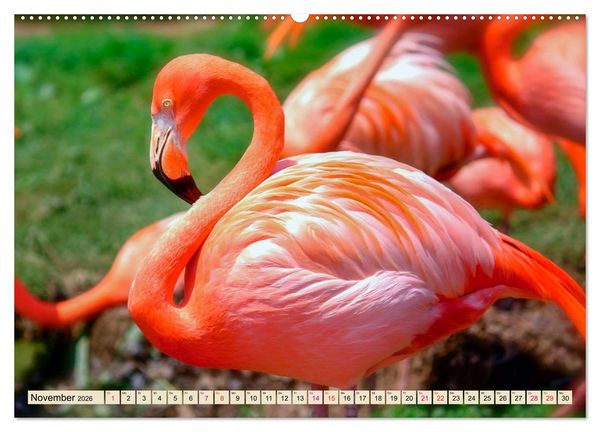 Produktbild: Flamingos - elegante Sch&ouml;nheiten (Wandkalender 2026 DIN A2 quer), CALVENDO Monatskalender