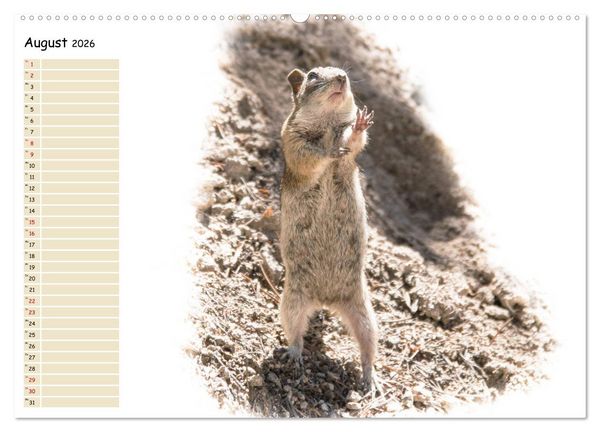 Produktbild: Tierisches Yoga (Wandkalender 2026 DIN A2 quer), CALVENDO Monatskalender