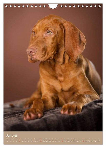 Produktbild: Hundekinder (Wandkalender 2026 DIN A4 hoch), CALVENDO Monatskalender