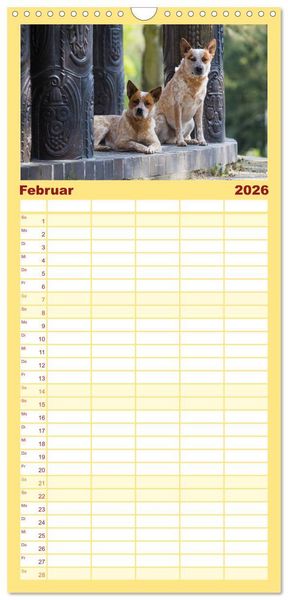Produktbild: Familienplaner 2026 - Australian Cattle Dogs zwischen Kunst und Kultur mit 5 Spalten (Wandkalender, 21 x 45 cm) CALVENDO
