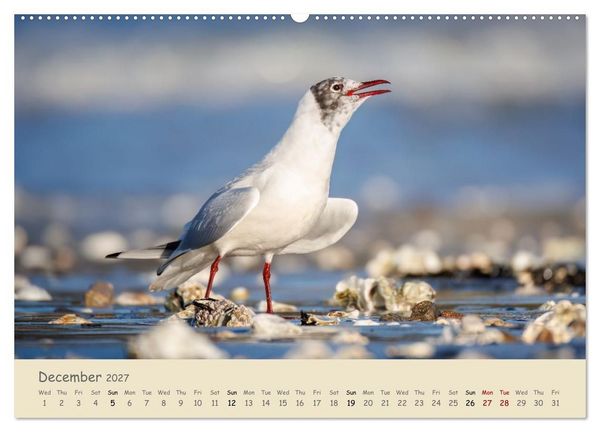 Produktbild: Wild encounters &ndash; Moments in the heart of nature (High Quality Premium Wall Calendar 2027 DIN A2 landscape),CALVENDO 12 Month Wall Calendar