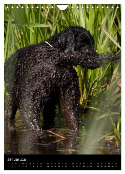 Produktbild: Curly Coated Retriever 2026 (Wandkalender 2026 DIN A4 hoch), CALVENDO Monatskalender