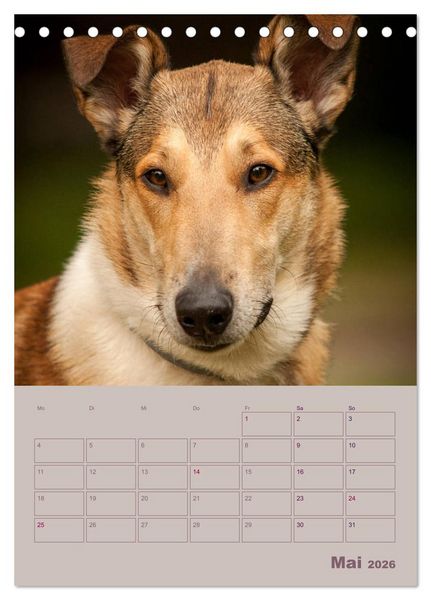 Produktbild: Kurzhaarcollies (Tischkalender 2026 DIN A5 hoch), CALVENDO Monatskalender
