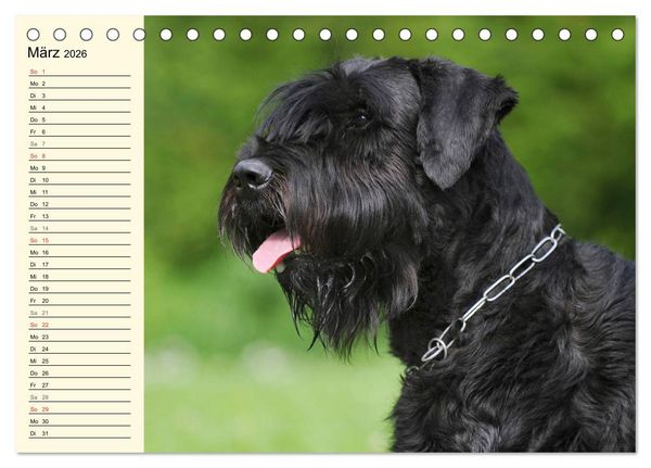 Produktbild: Treuer Freund Riesenschnauzer (Tischkalender 2026 DIN A5 quer), CALVENDO Monatskalender