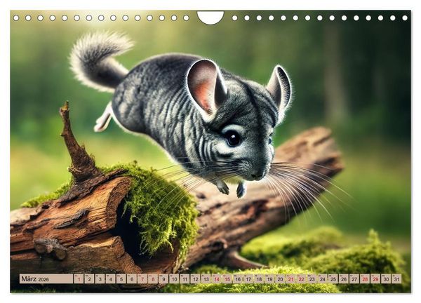 Produktbild: Chinchillas - Meister der Niedlichkeit (Wandkalender 2026 DIN A4 quer), CALVENDO Monatskalender