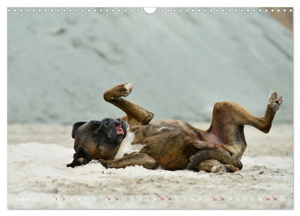 Produktbild: Gut - besser - Boxer (Wandkalender 2026 DIN A3 quer), CALVENDO Monatskalender