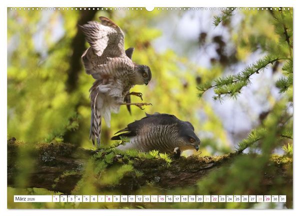 Produktbild: Sperber - Kleiner Vogel Greif (hochwertiger Premium Wandkalender 2026 DIN A2 quer), Kunstdruck in Hochglanz