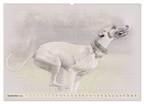 Produktbild: Whippets 2026 (High Quality Premium Wall Calendar 2026 DIN A2 landscape),CALVENDO 12 Month Wall Calendar