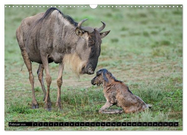 Produktbild: Magie des Augenblicks - Tierkinder - klein, aber wild (Wandkalender 2026 DIN A3 quer), CALVENDO Monatskalender