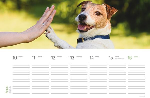 Produktbild: Tischkalender Hunde 2027