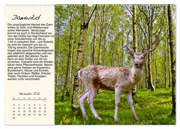 Produktbild: Majest&auml;tische Horntr&auml;ger (hochwertiger Premium Wandkalender 2026 DIN A2 quer), Kunstdruck in Hochglanz