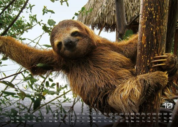 Produktbild: Faultiere &ndash; Chill mal! - 2027 - Kalender DIN A3