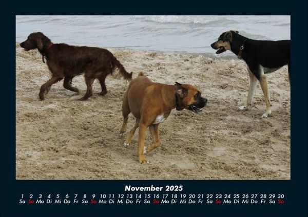 Produktbild: Hundezauber 2025 Fotokalender DIN A4
