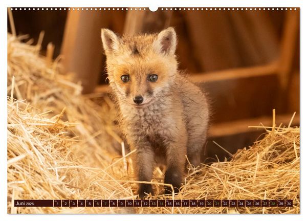 Produktbild: Zauberhafte Wesen - Reineke Fuchs und Meister Lampe (hochwertiger Premium Wandkalender 2026 DIN A2 quer), Kunstdruck in Hochglanz