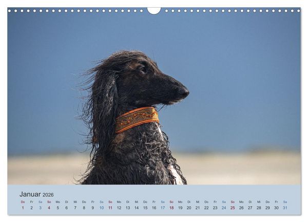 Produktbild: AFGHANISCHE WINDHUNDE 2026 (Wandkalender 2026 DIN A3 quer), CALVENDO Monatskalender