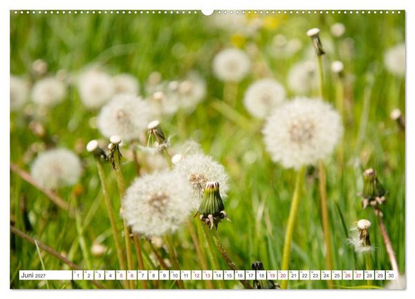 Produktbild: Gute Laune - L&ouml;wenzahn (Wandkalender 2027 DIN A2 quer), CALVENDO Monatskalender