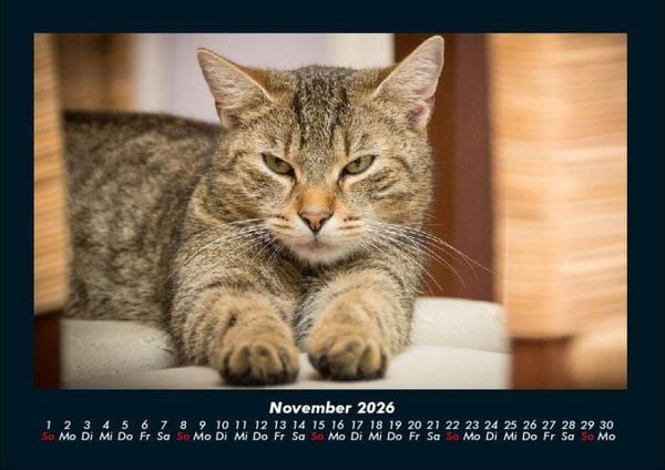 Produktbild: F&uuml;r Katzenfreunde 2026 Fotokalender DIN A4