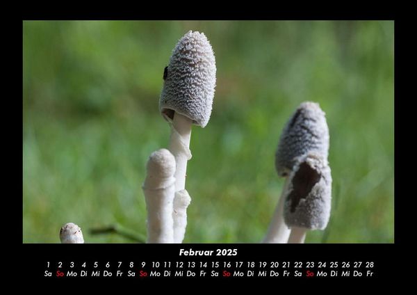 Produktbild: Pilzkalender 2025 Fotokalender DIN A3