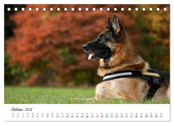 Produktbild: Deutsche Sch&auml;ferhunde - Liebenswerte Graunasen (Tischkalender 2026 DIN A5 quer), CALVENDO Monatskalender