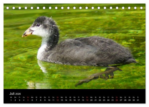 Produktbild: Das Leben der Enten (Tischkalender 2026 DIN A5 quer), CALVENDO Monatskalender