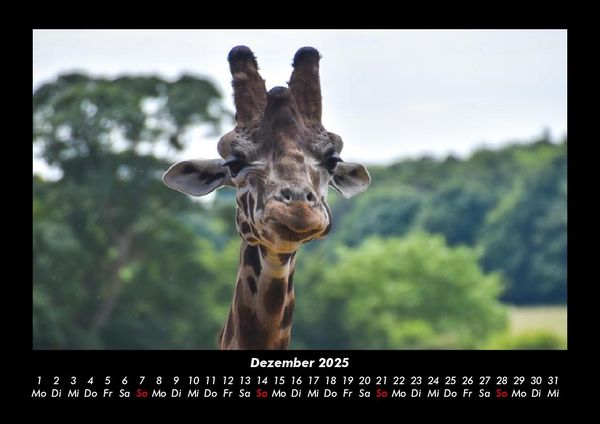 Produktbild: Giraffen 2025 Fotokalender DIN A3