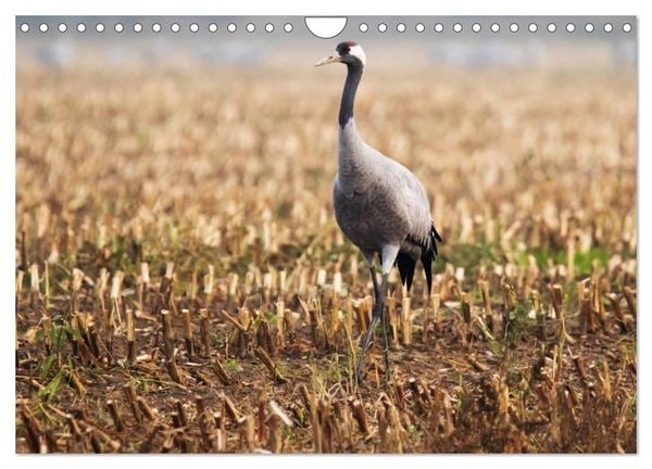 Produktbild: Kraniche auf dem Weg nach S&uuml;den (Wandkalender 2025 DIN A4 quer), CALVENDO Monatskalender