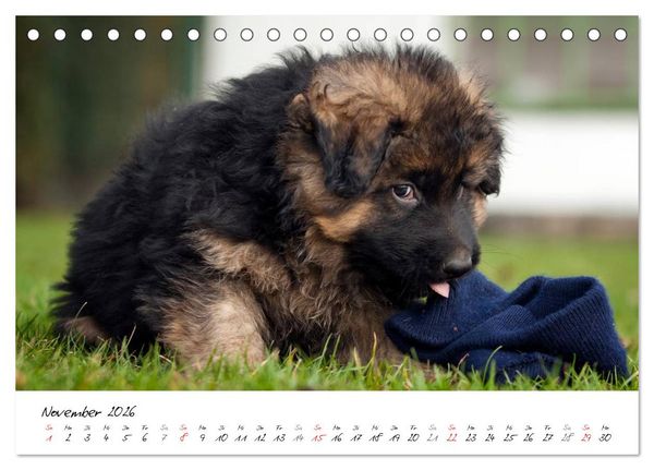 Produktbild: Deutscher Sch&auml;ferhund - Welpen / CH-Version (Tischkalender 2026 DIN A5 quer), CALVENDO Monatskalender